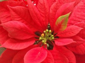 Poinsettia