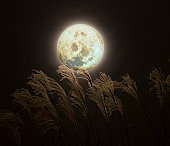 sb10065098be-001