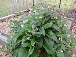 comfrey