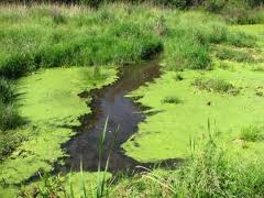 pond