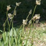 Plantain flowers