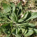Plantain