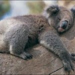 koala