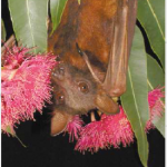 little-red-flying-fox